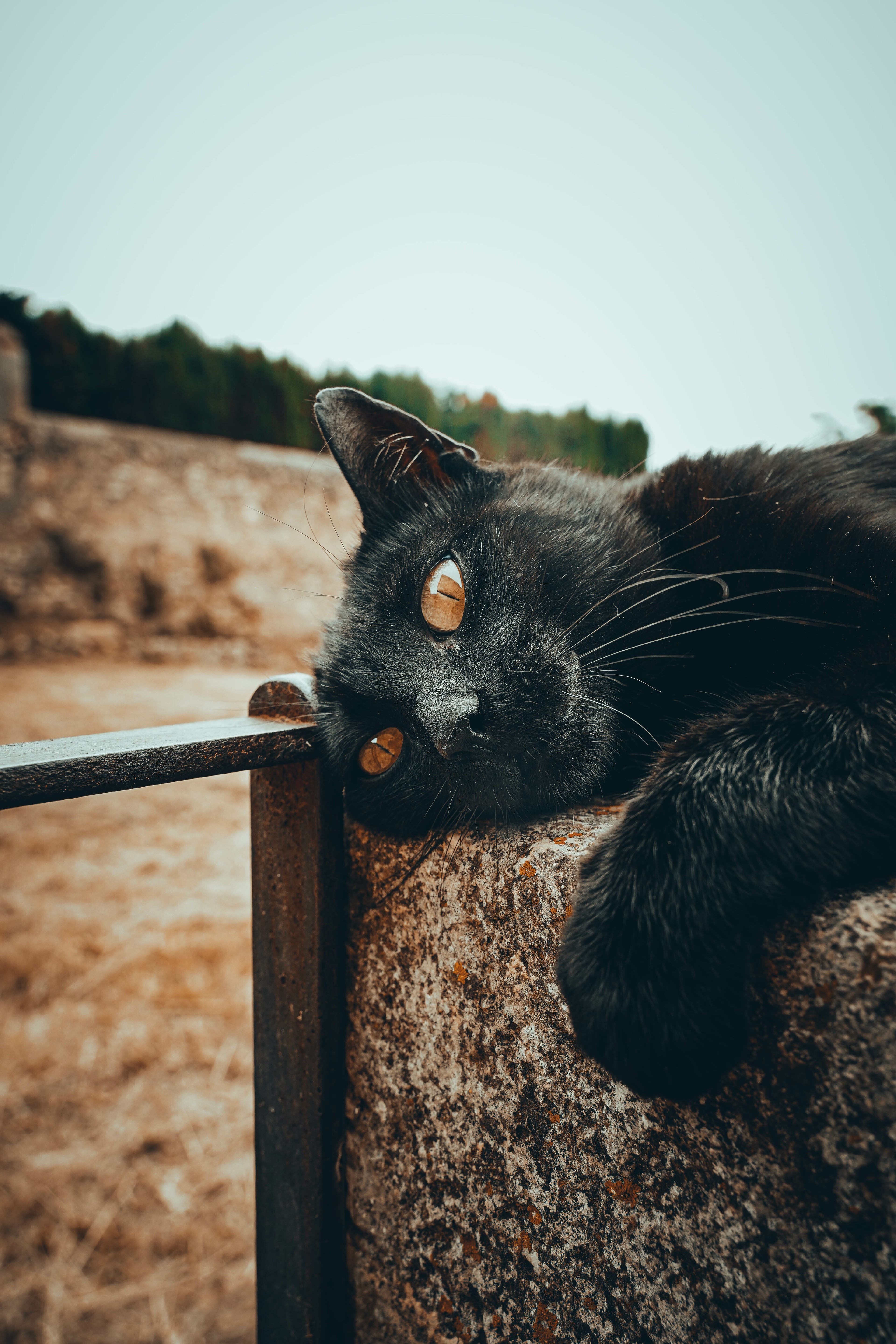 Katt som söker hem