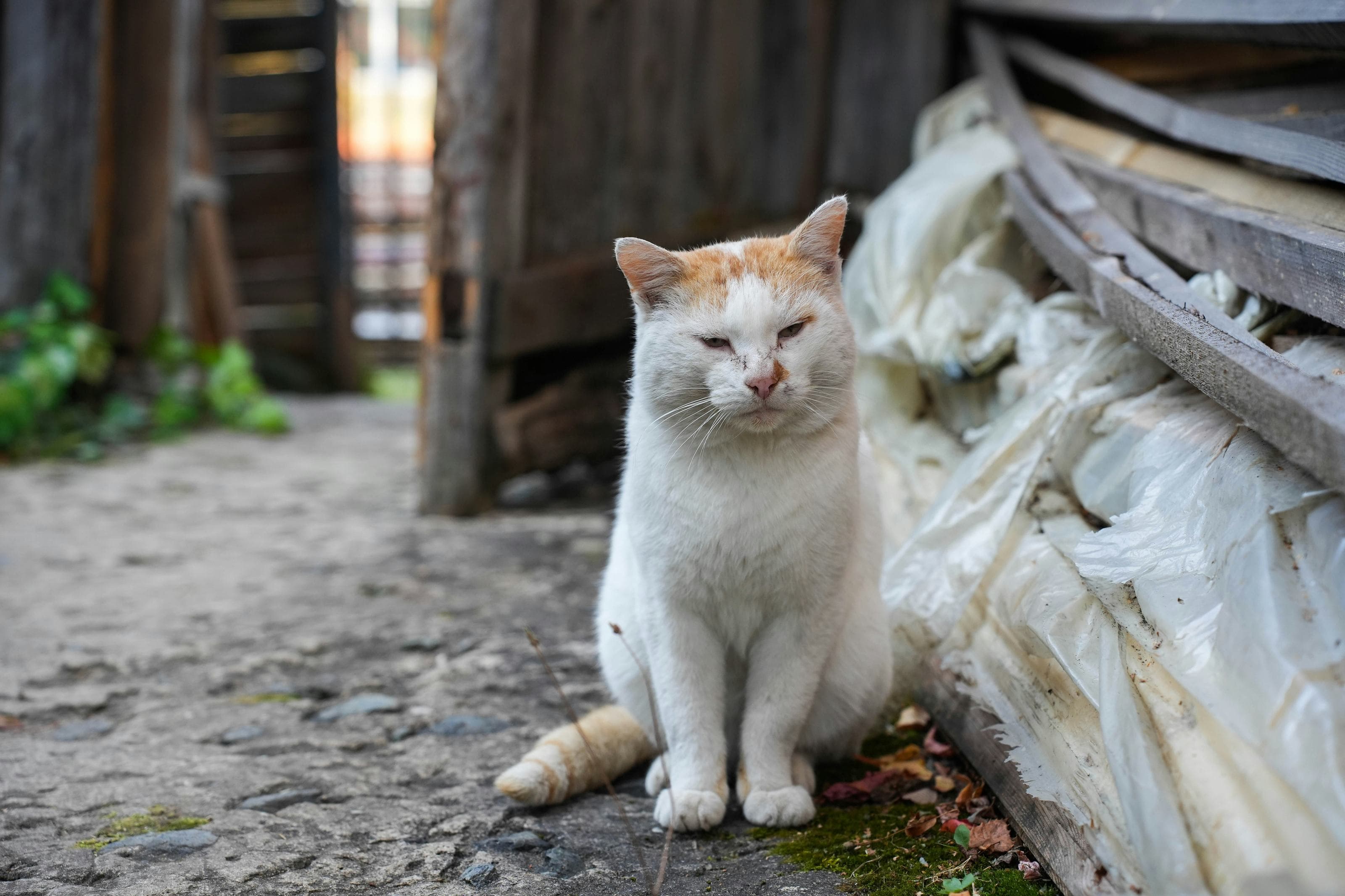 Hemlös katt som väntar på ett nytt hem