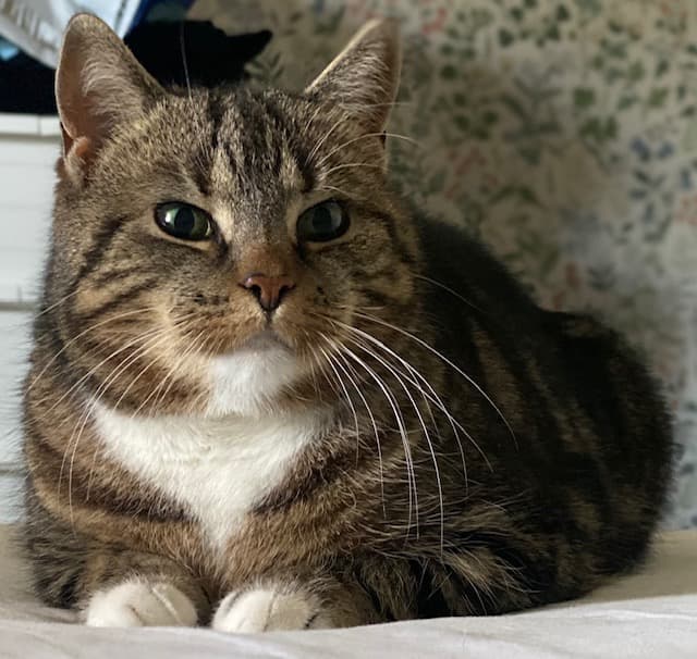 Kaizie