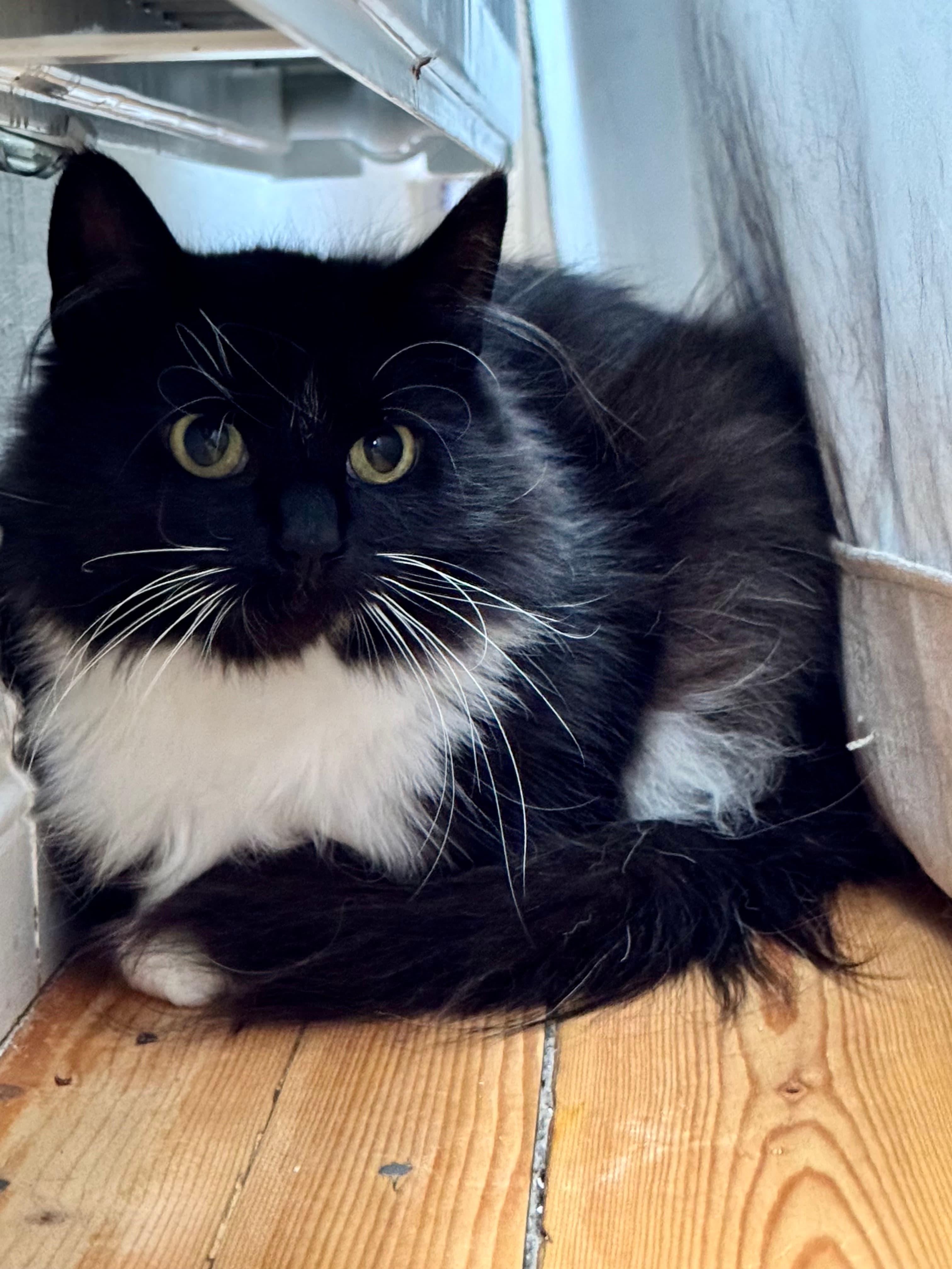 Tasja