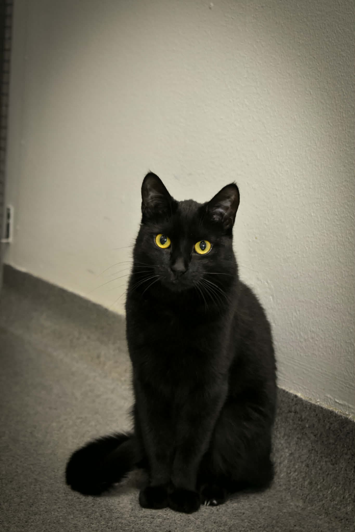 Görel