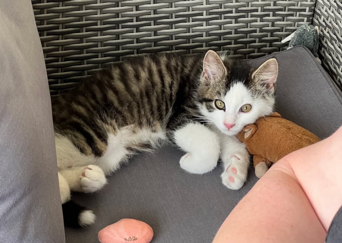 Milo – bild 1
