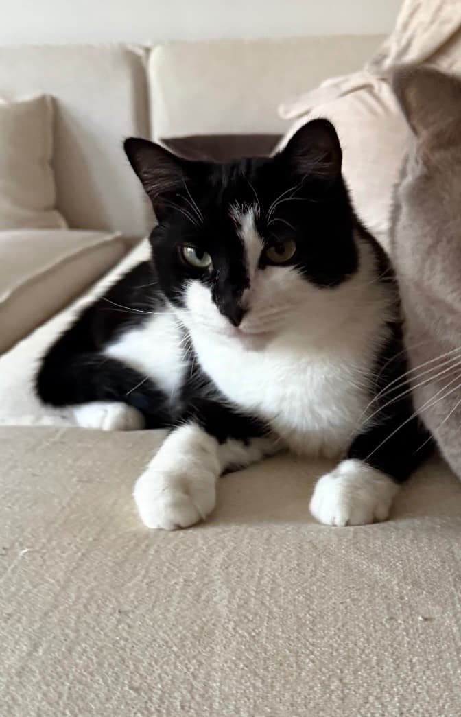 Remus – bild 1