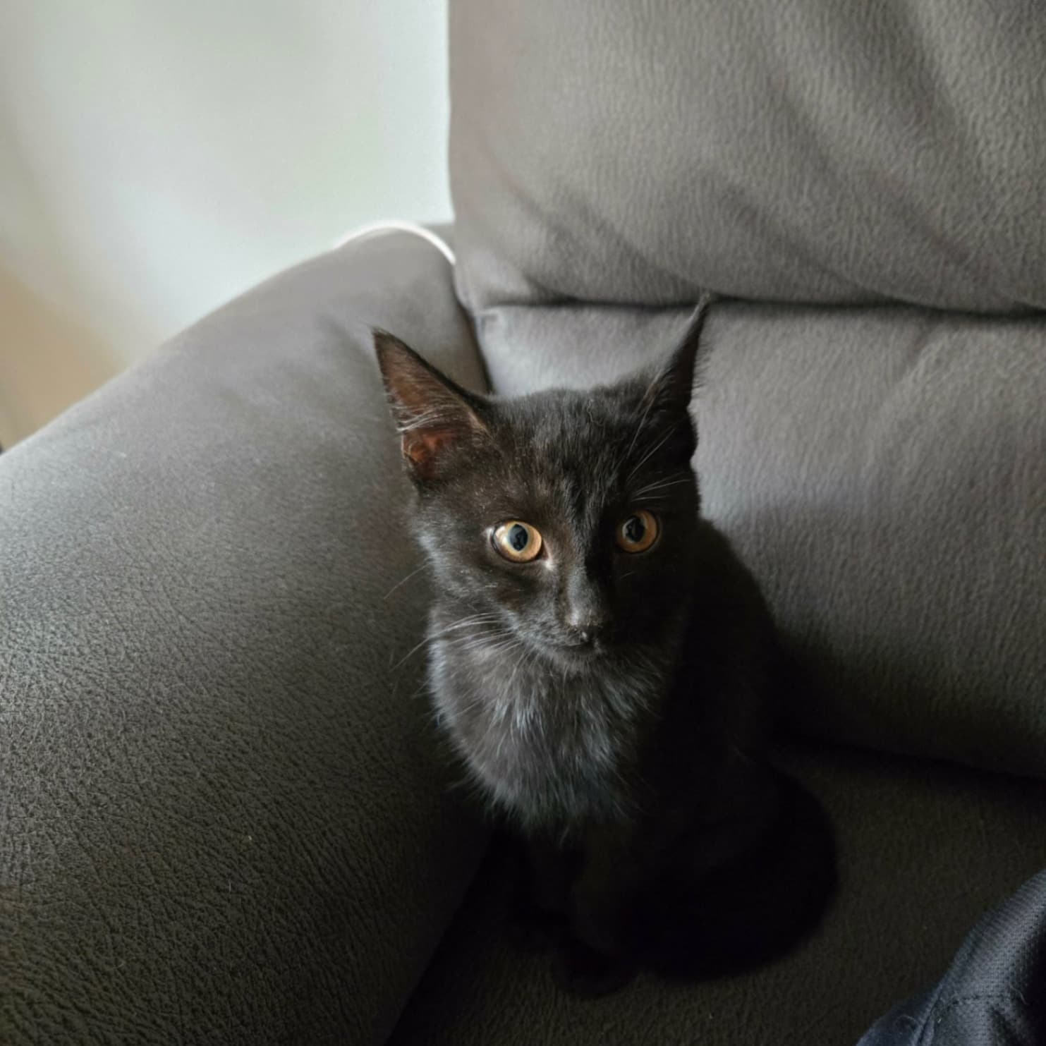 Tilda – bild 1
