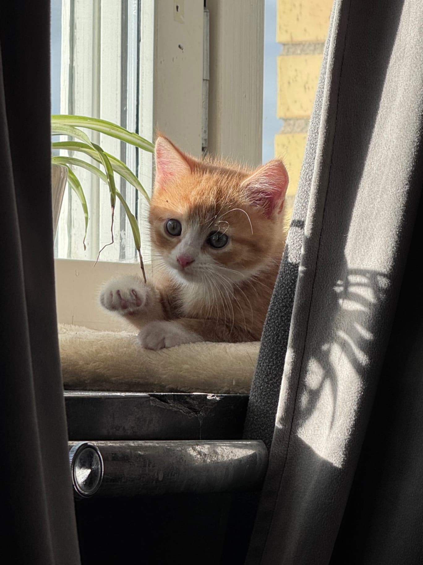 Dennis
