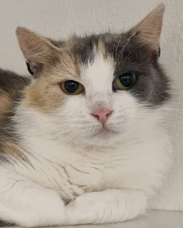 Freya