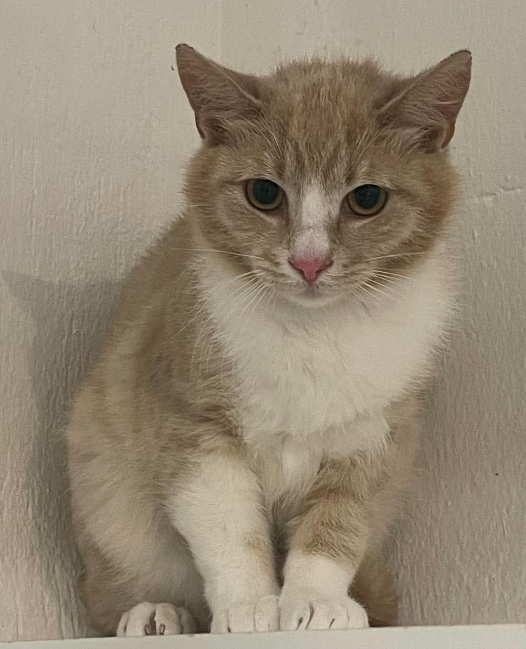 Clyde