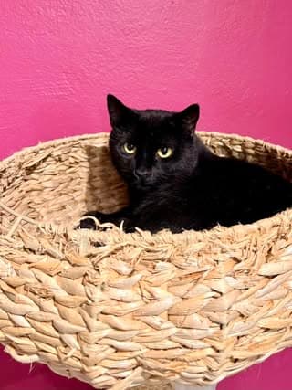Spock – bild 1