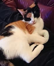 Lizzie – bild 1