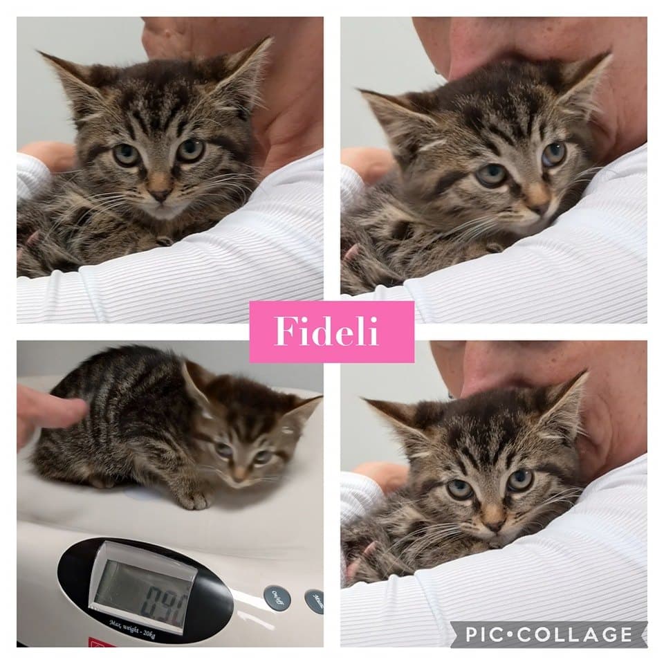 Fideli – bild 1