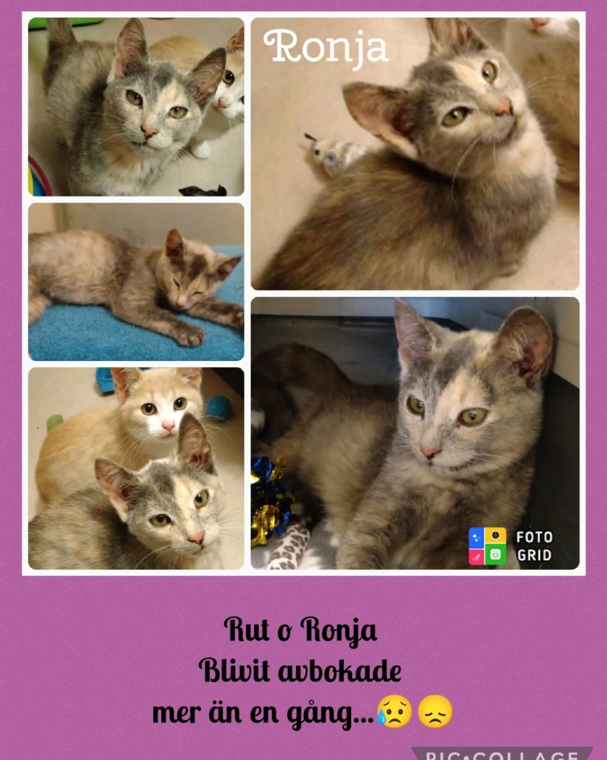 Ronja – bild 1
