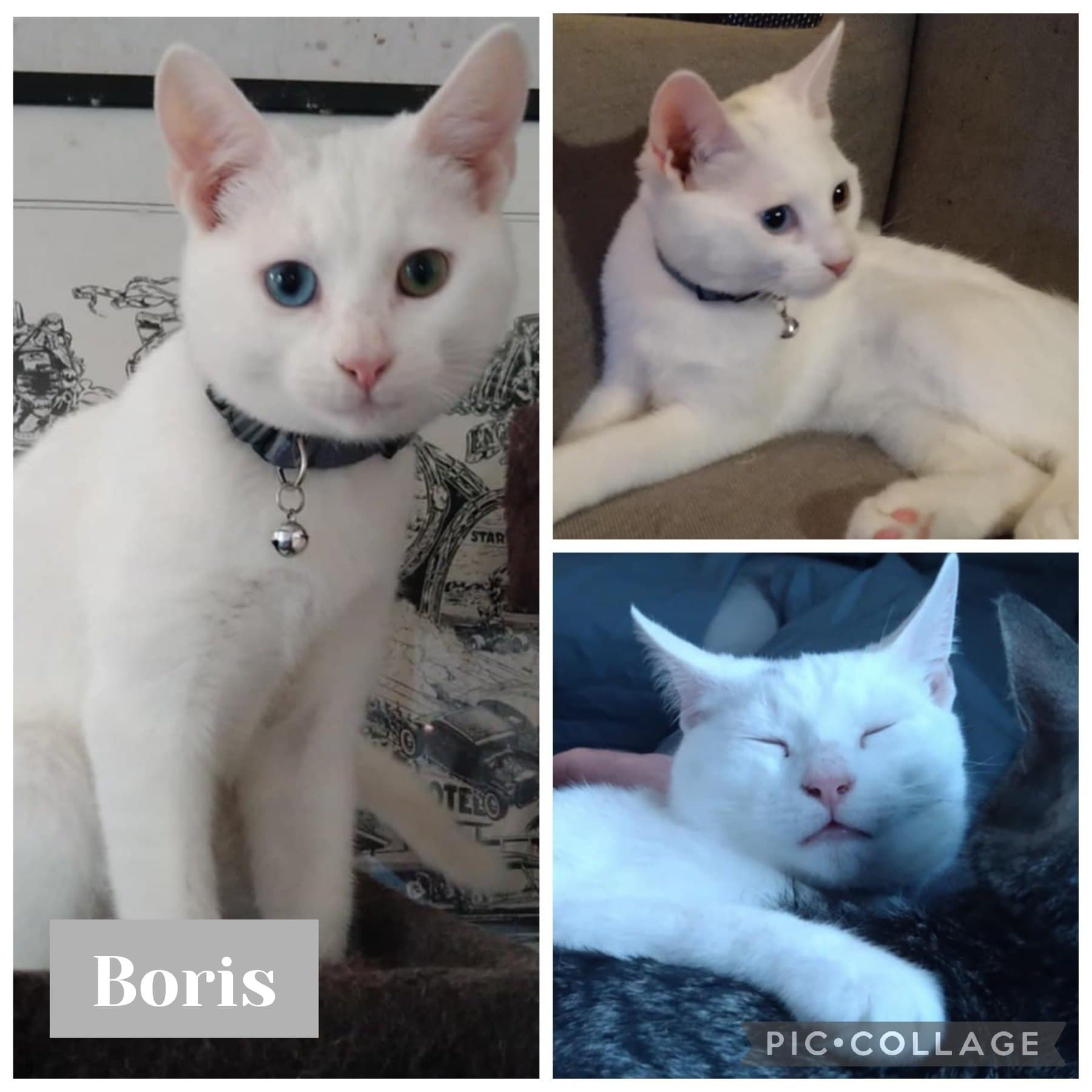Boris – bild 1