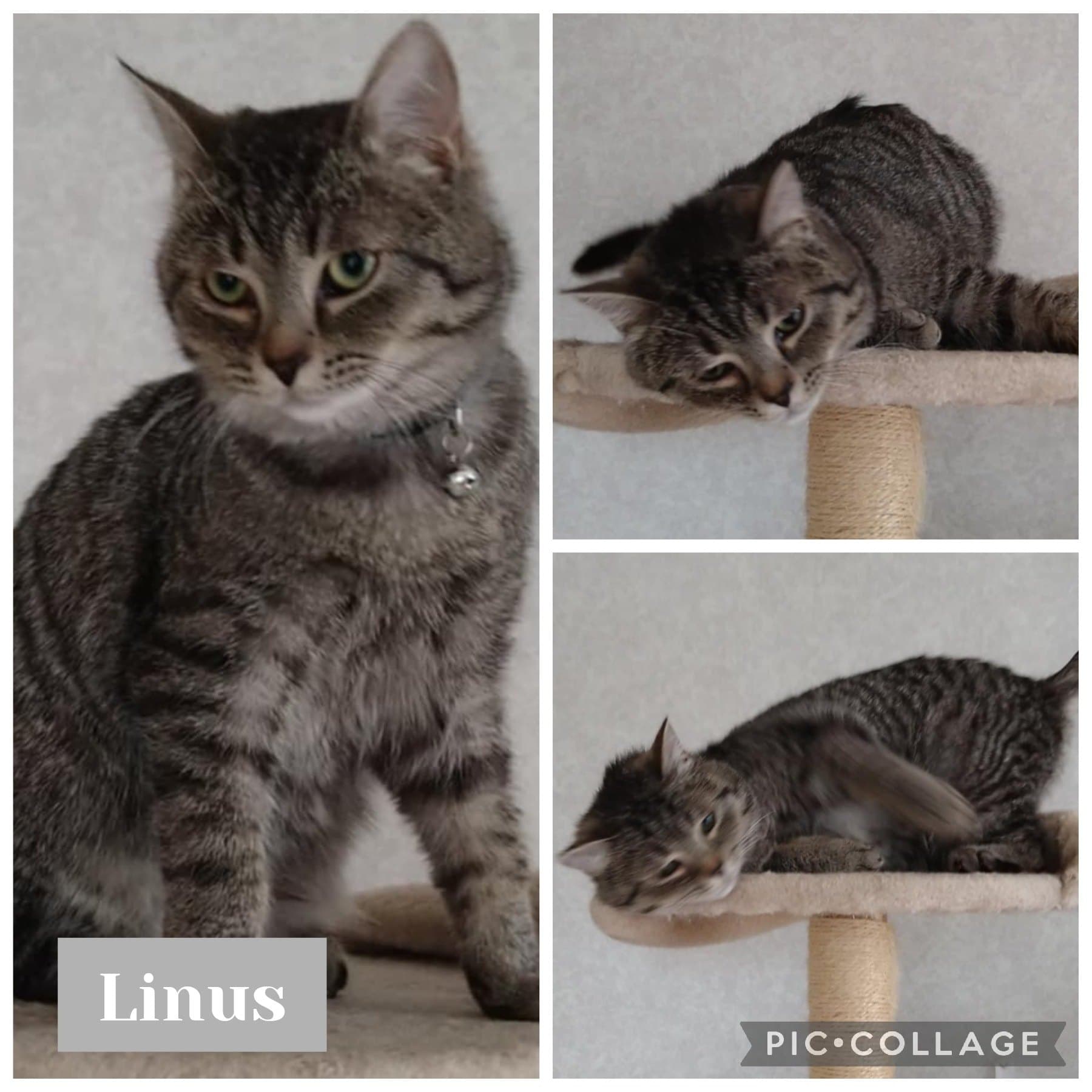 Linus – bild 1