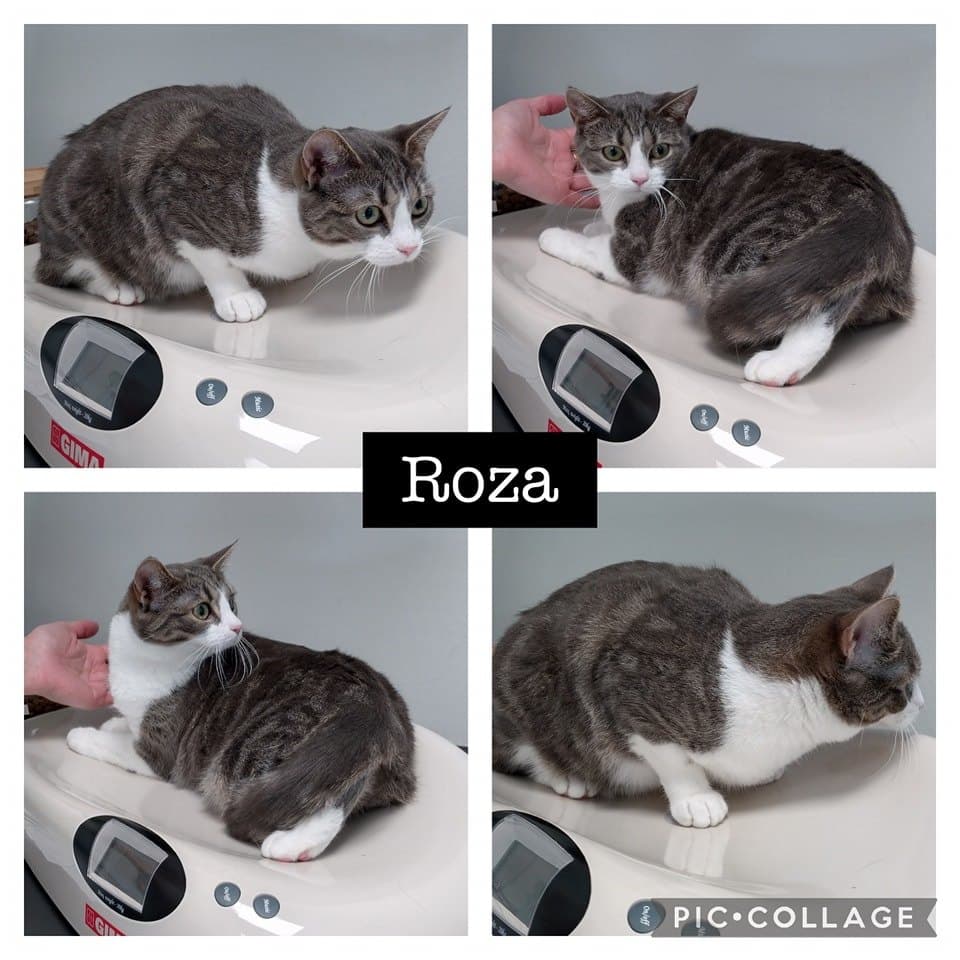 Roza – bild 1