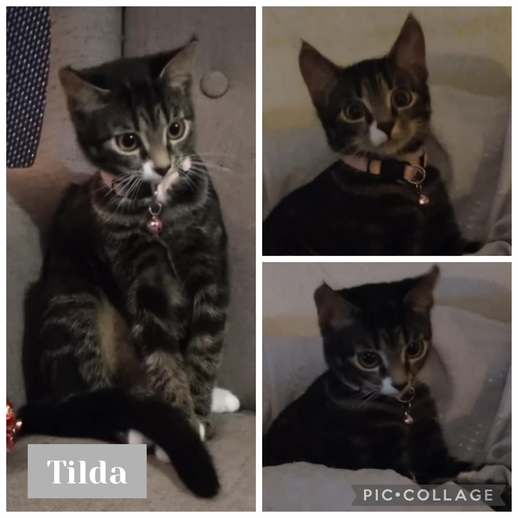 Tilda – bild 1