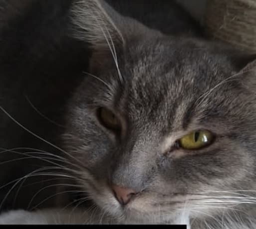 Kitty – bild 1