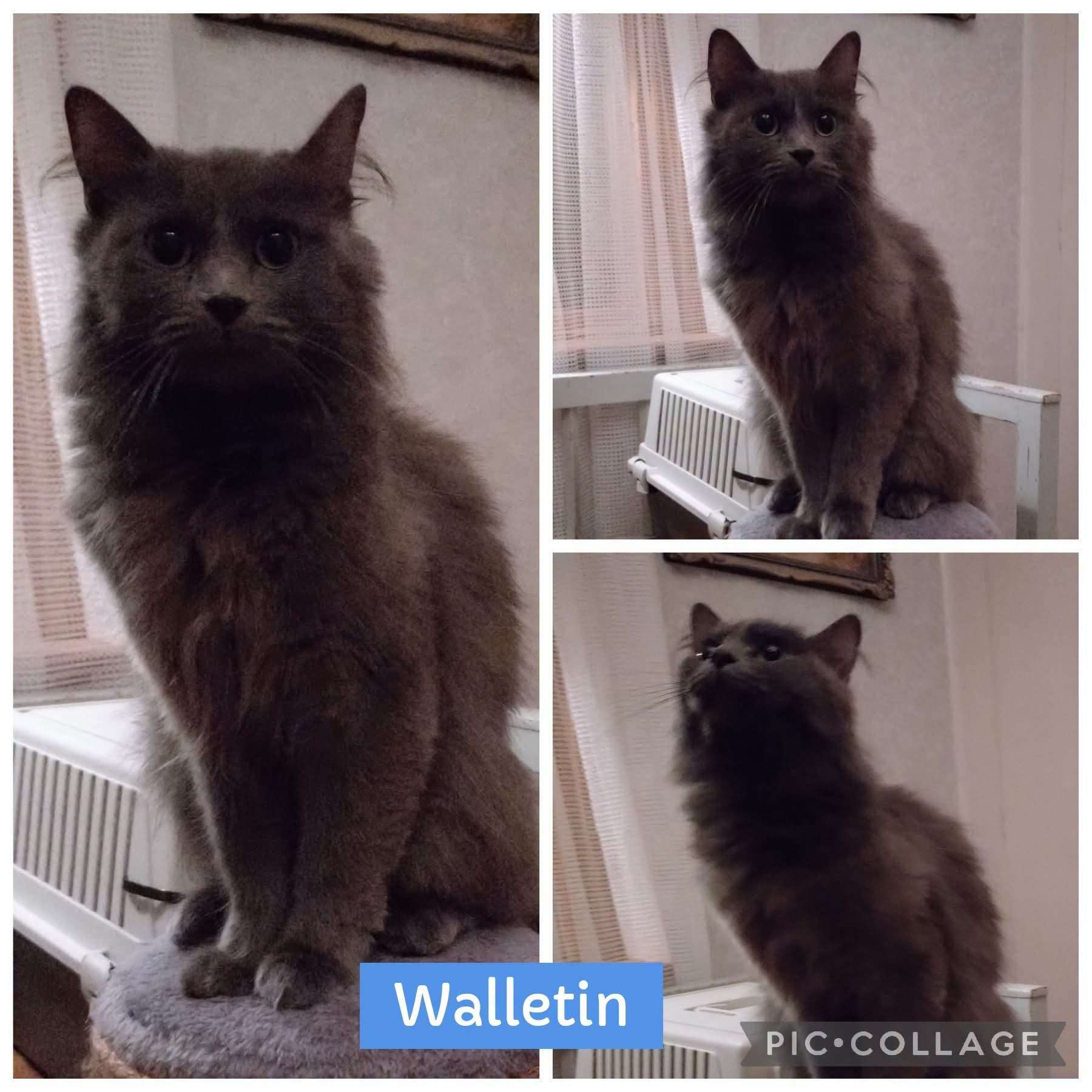 Wallentina – bild 1
