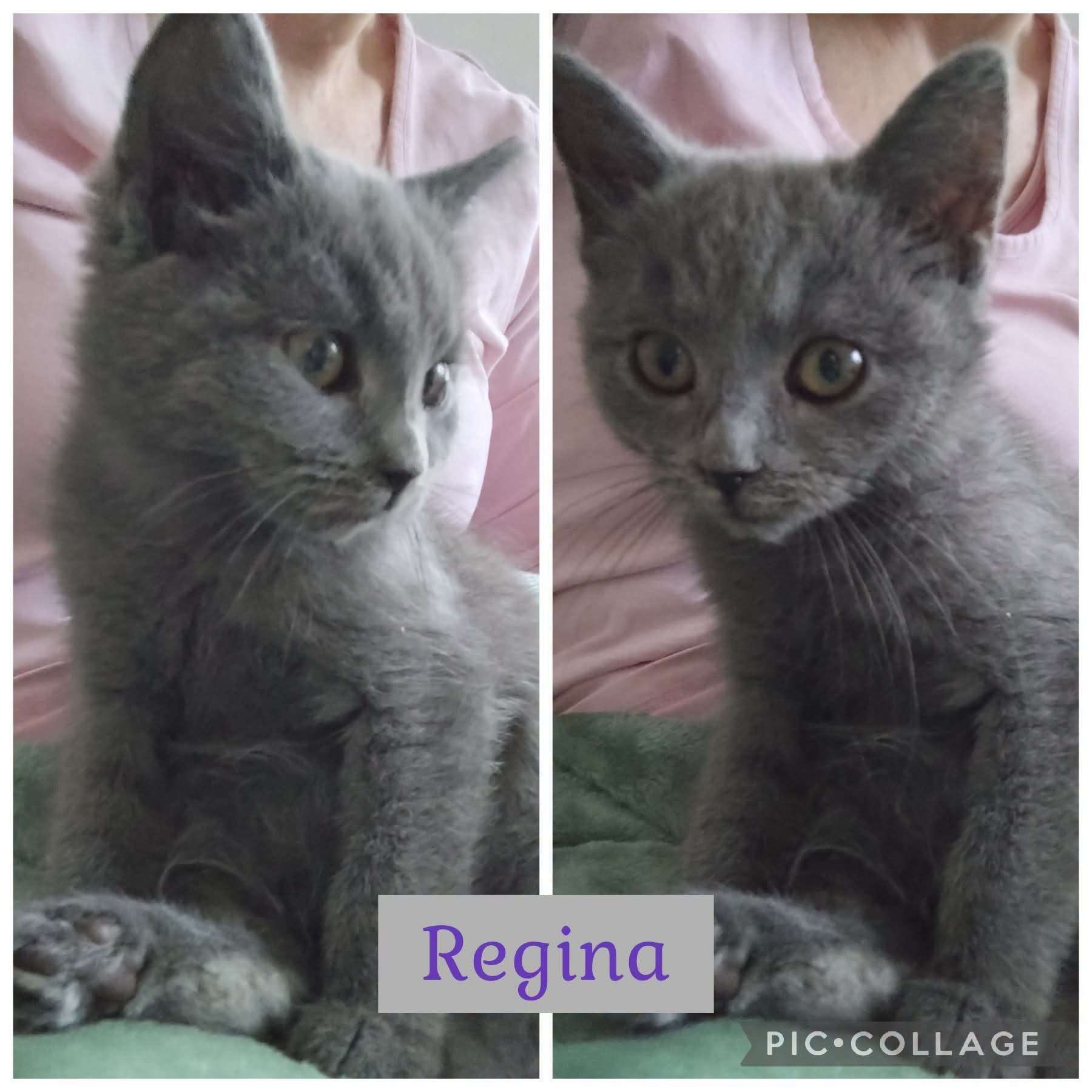 Regina – bild 1